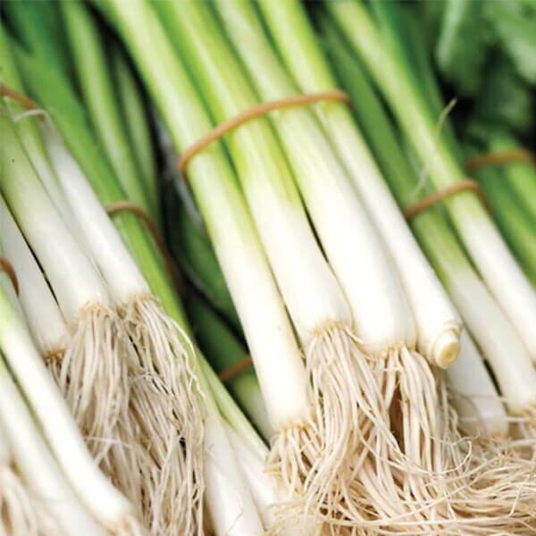 West Coast Seeds Scallion Seeds